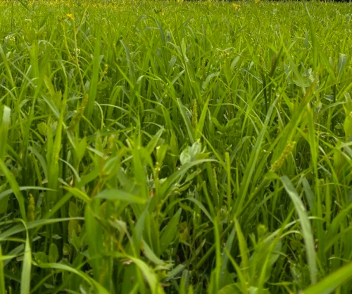 Посев газонной травы с граблением