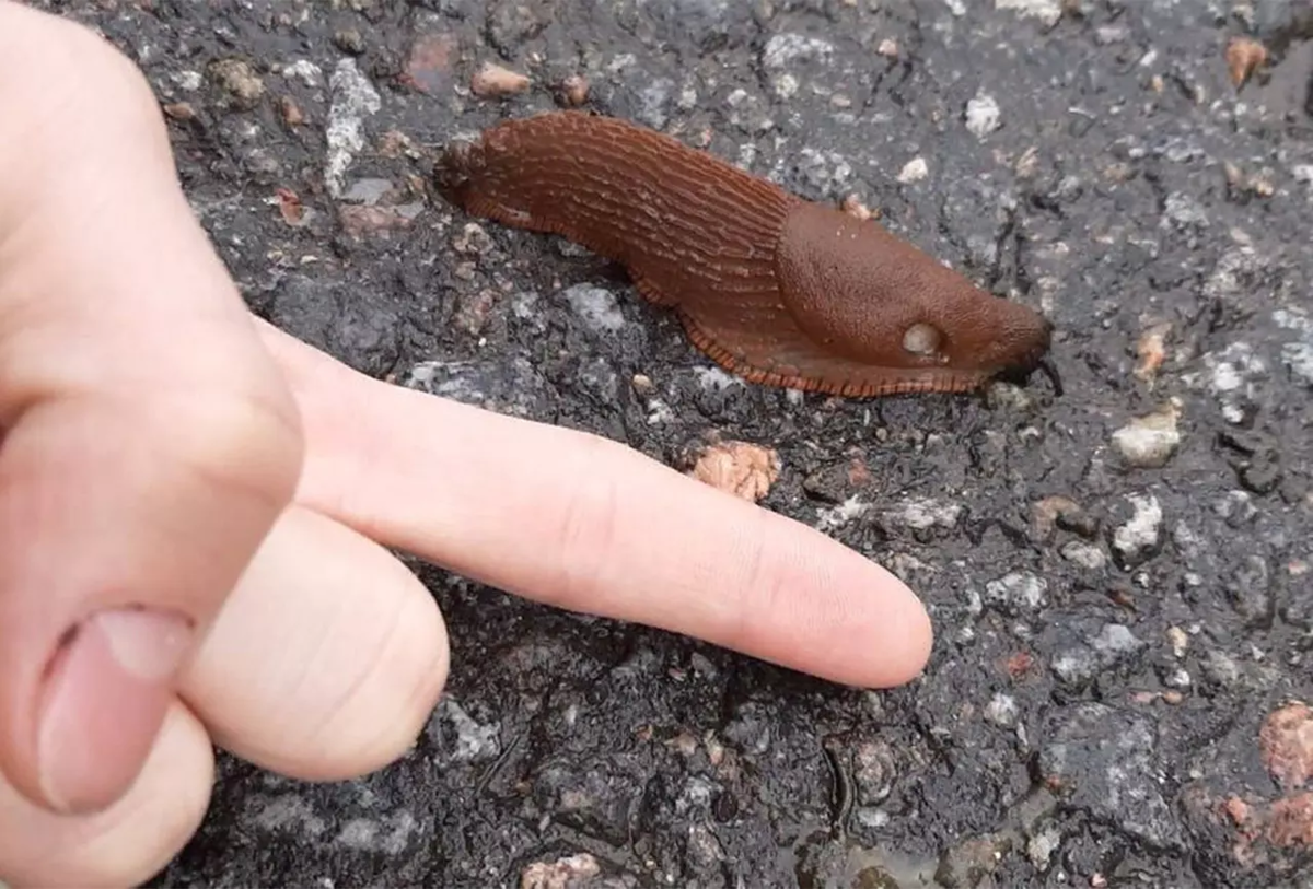 Как выглядит слизень фото ADW: Limax maximus: PICTURES