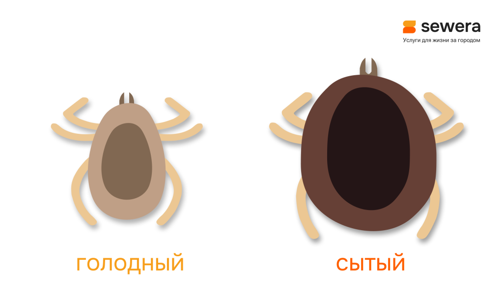 Аргасовый клещ до и после насыщения кровью