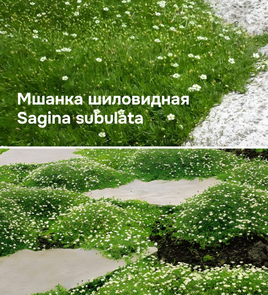 Мшанка шиловидная: вблизи и на участке