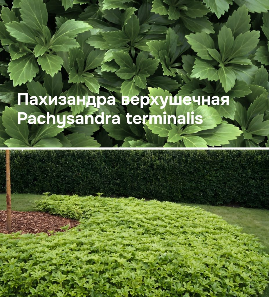 Пахизандра верхушечная: вблизи и на участке