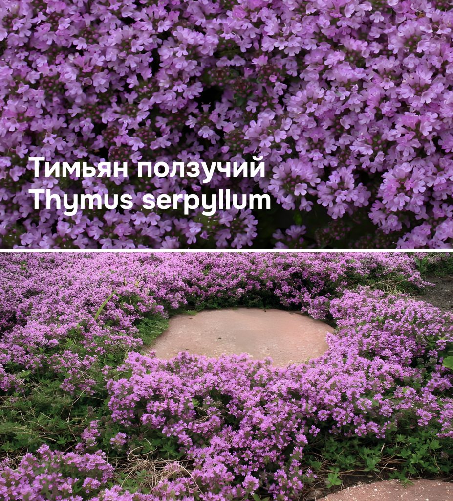 Тимьян ползучий: вблизи и на участке