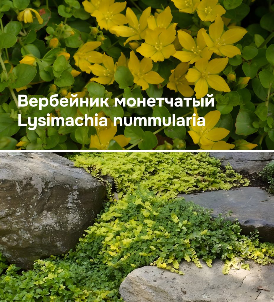 Вербейник монетчатый: вблизи и на участке