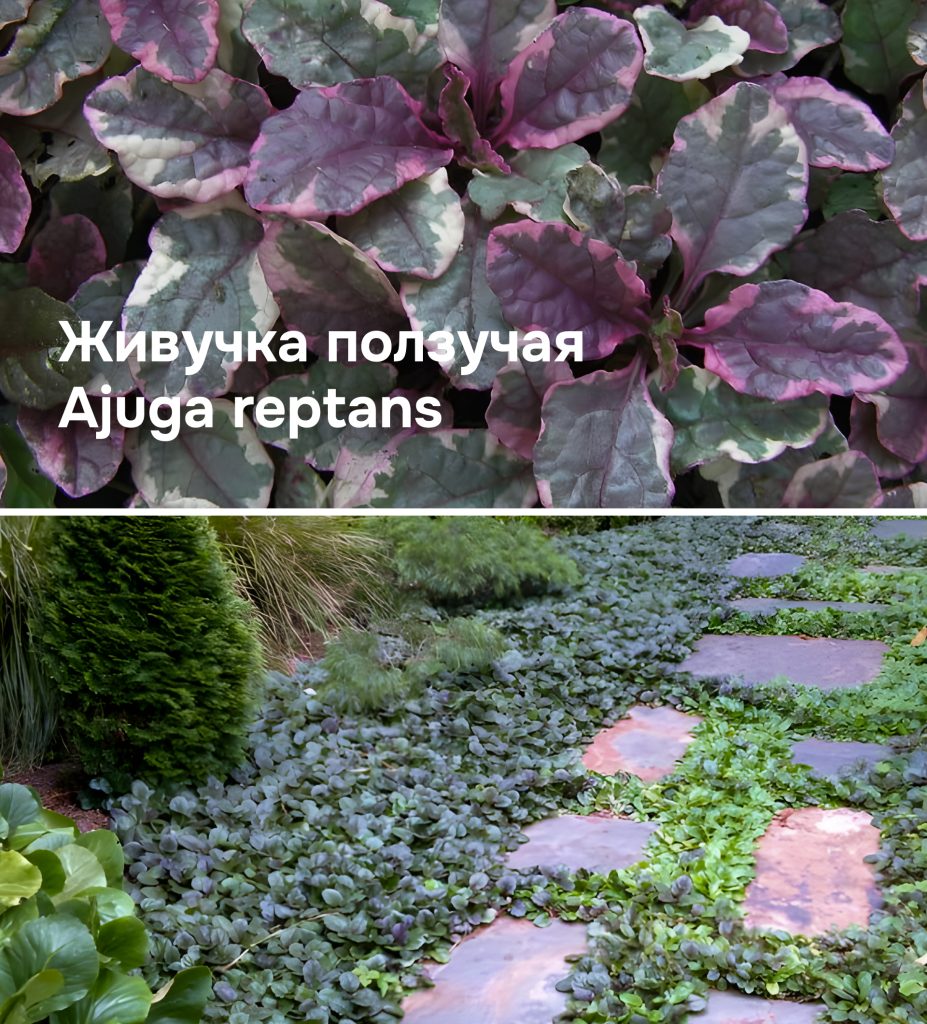 Живучка ползучая: вблизи и на участке