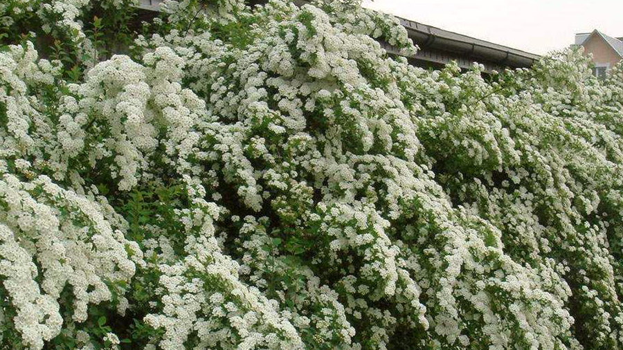 Живая изгородь из спирея вангутты