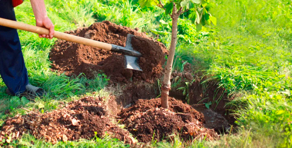 Высадка нового дерева на участке