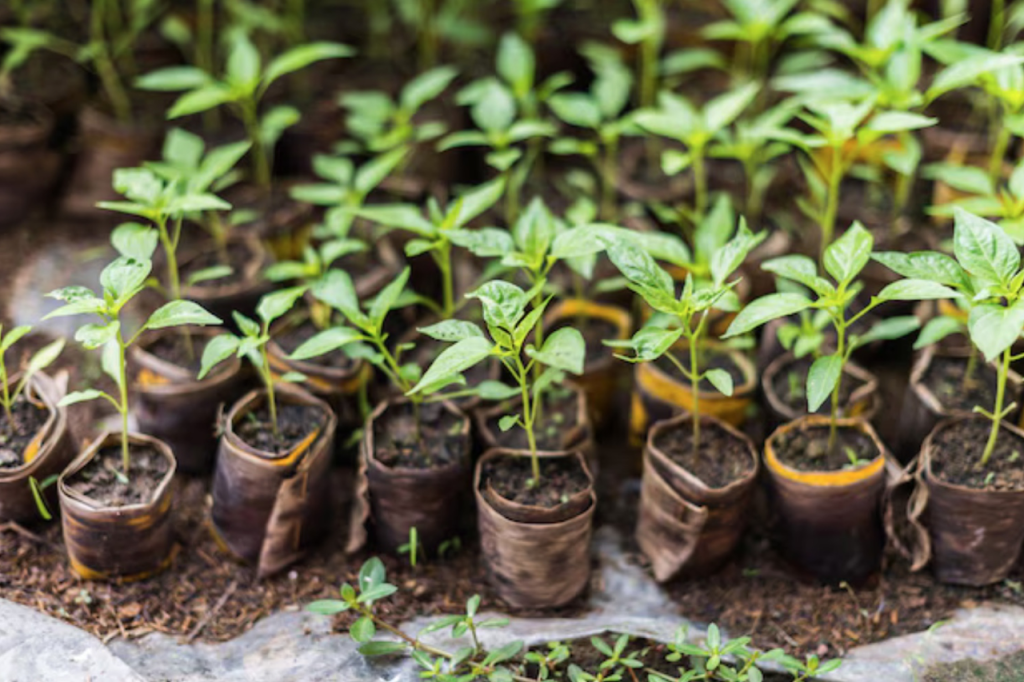 Саженцы с открытой корневой системой