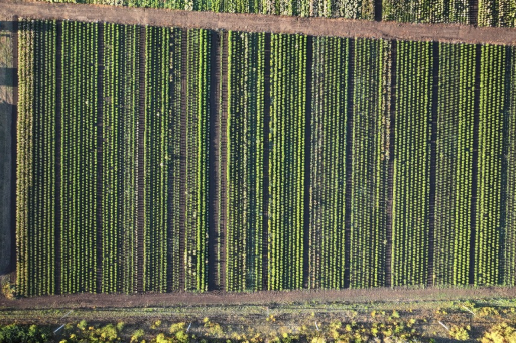 Питомник, вид сверху